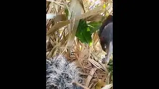 #bestbirdshots #birdstagram #birdlovers #bird_brilliance #kings_birds .#[baby nest review]