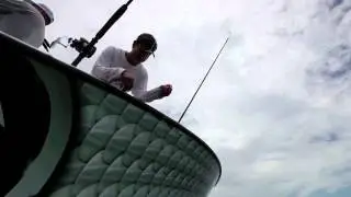 Yellowfin Tuna Chumming Live
