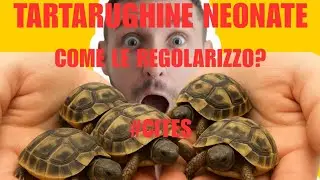 COME REGOLARIZZARE LE TARTARUGHE APPENA NATE❤️