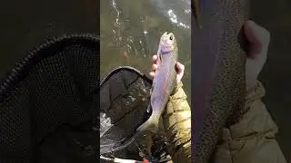 This is a Cuttbow #fishing #fish #trout #nature #outdoors #river #flyfishing #subscribe #fishspecies