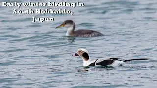 Early Winter Birding in South Hokkaido