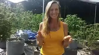 Mudra Light Language. Solar eclipse, new moon in Cancer