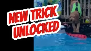 He Taught Himself? Clever Dogs New Trick 🐶✨ #dog #tricks