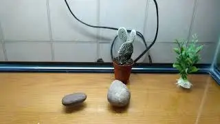 New Pet Rock Enclosure!!