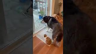 He is technically the size of a small dog #dogs #pets #bunny #goldenretriever #shortsvideo #shorts
