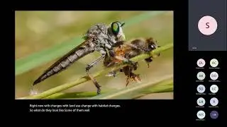 Diptera of the UAE Brigitte Howarth (American University in Dubai)