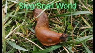 The World of Slugs and Snails
