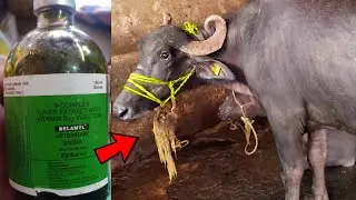 Buffalo Video | Belamyl Injection | B - Complex Liver Extract With Vitamin B12 Injection
