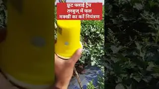 Fruit fly trap । फ्रूट फ्लाई ट्रैप #trap #watermelon