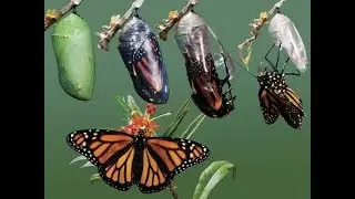 Daily Trivia: Monarch Butterfly