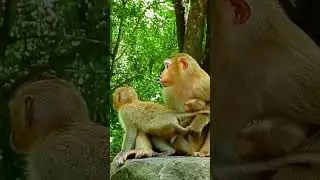 Pity Baby Monkey Lucie with Rainbow. #baby #minimonkey #viralvideo #shorts #0345