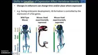 Mutations: Enhancers & Promoters