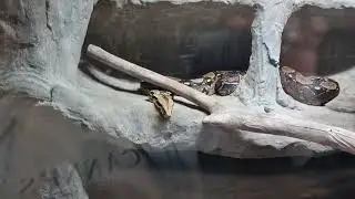 Dangerous snakes and Crocodiles. #Australia #aussieanimals #Dangerous #snakes #Crocodile