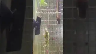 Movement of Elysia tomentosa (Gastropoda, Sacoglossa) along mucus threads hanging down from algae