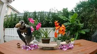 Tropical Bird Feeder Cam In Florida #7 / Soothing for PTSD and Anxiety / Relaxing Video