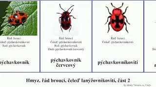 Hmyz, ř&aacute;d brouci, čeleď lan&yacute;žovn&iacute;kovit&iacute;, č&aacute;st 2 pestrokrovečn&iacute;k červotoč insect silničn&iacute;k vrtavec