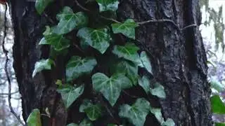 quelques arbres un jour d'hiver à Rennes