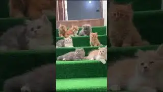 Cute #kittens playing #kittenplaying #cutekitty #shortfeed #kitten #shortviral