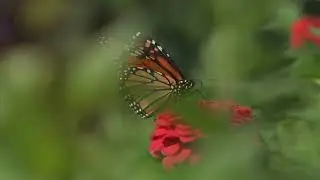 La migration fascinante des papillons monarques