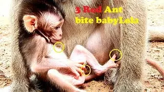 Million pity Poor newborn Lola hurt much cuz 3 fire red ant bite, Lola shake body try remove it out