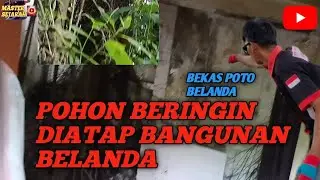 POHON BERINGIN DIATAP BANGUNAN BELANDA 