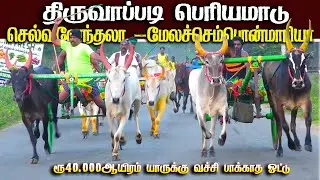 திருவாப்படி பெரியமாடு 18.01.2026