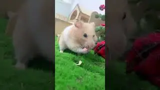 Oddly Satisfying Hamster Grooming Routine