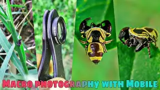 Macro Photography with Mobile | Rhene flavicomans jumping Spider