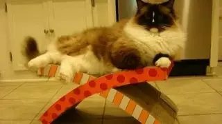 Обзор гамака и когтеточки Petstages Easy Life