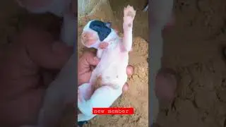 cute pepies 🐕 #viralreels #ternding #dog #animals