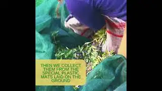 How it's Made: Cretan Olive Oil