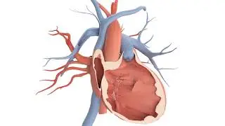 Endotronix Heart Animation project