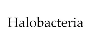 How to Pronounce Halobacteria