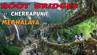 Ever Heard About Living Root Bridges