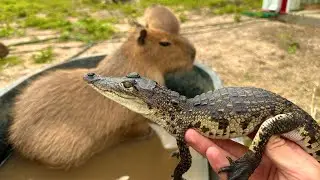 I Fed a Crocodile to my Capybara (LEGALLY) *Big Ounce Dies*