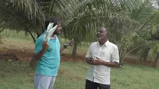 Inter crops in coconut farm.