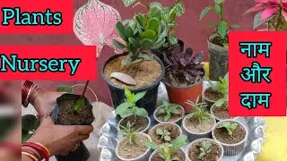 My new Plants shopping with rates | 🌴 name and price online