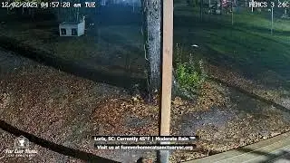 Fur Ever Home Cat Sanctuary Live Stream