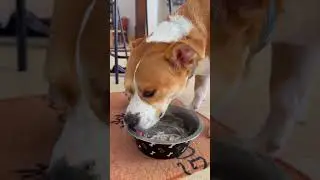 Советы от госпожи Беллы 🐕#СоветыОтСобаки #dogadvice