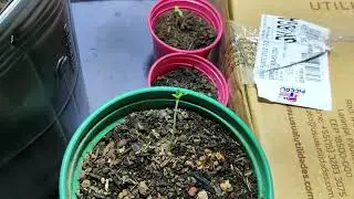 PRIMEIRO CULTIVO, L&Acirc;MPADA LED, PREENSEEDS E CUIDADO&hearts;️