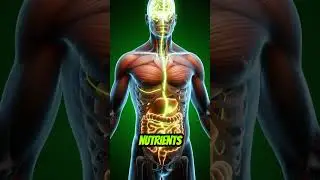 The Nutrient-Dense Synergy: Analyzing Kale, Pear, and Fortified Almond Milk for Bone and Gut Health