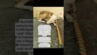 Please donate to help the rescued dog with treatment #animalrescue #rescue #straydogs #dogrescue