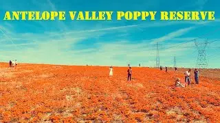 Antelope Valley California Poppy Reserve | Poppies In Full Bloom | March 2022