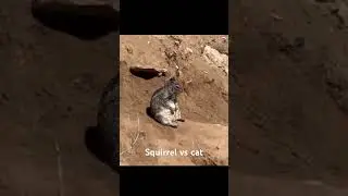 Forget cats, this squirrel is the real homie!&rdquo; 🐿🐱#cat #meme #memes #babybamboo
