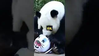 Did You Know? Pandas: Secrets of the Bamboo Forest