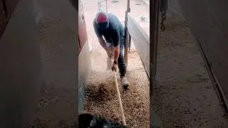 Cleaning Goat Trailer 🐐