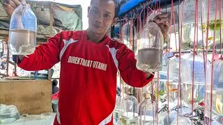 Update Harga Star Guppy 🦜 Pasar Ikan Hias Parung
