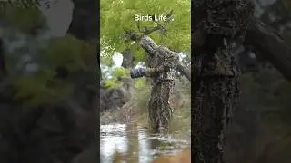 Birds Life Wildlife photography First Looking Wow 🔥#shorts #viral