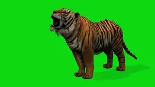Roaring tiger green screen animation | wild animal stock footage #greenscreen #animals #tiger #short