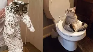 BEST CAT FAILS COMPILATION OF 2020 FUNNY